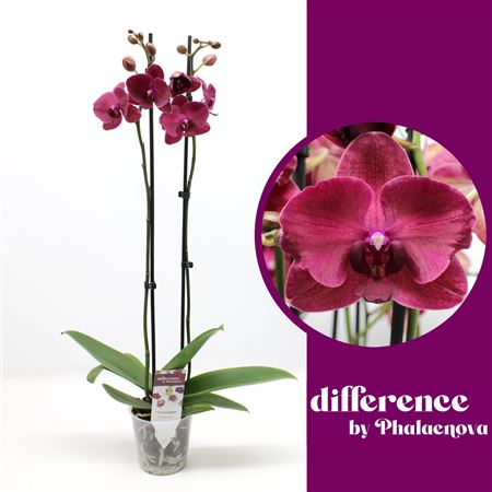 Phal 2st Montreux 14+ (phalaenova)