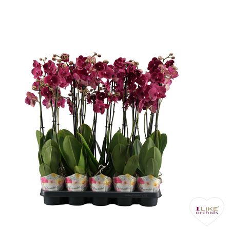 Phal 2st Promiss Montreux 12/14+(levo)