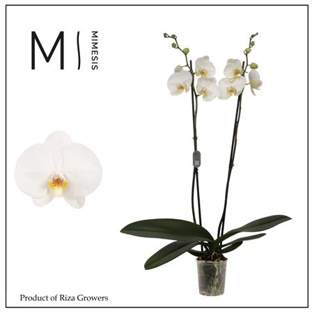 Phal 2st Tokyo 16+
