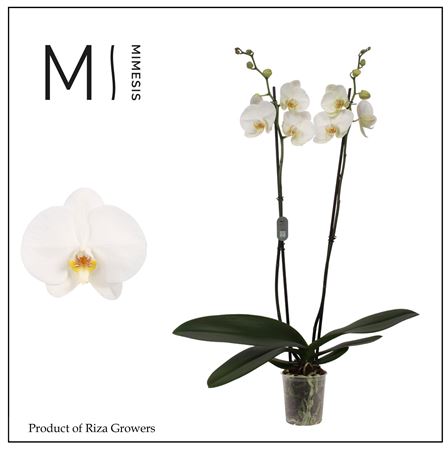 Phal 2st Tokyo 16+