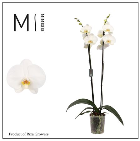 Phal 2st Tokyo White 16+ (mimesis)
