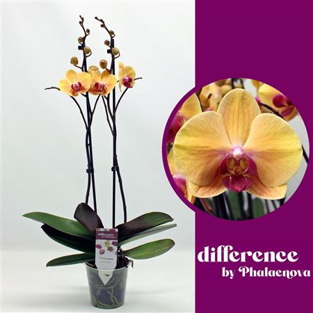 Phal 2st Yellow 14+ (phalaenova)