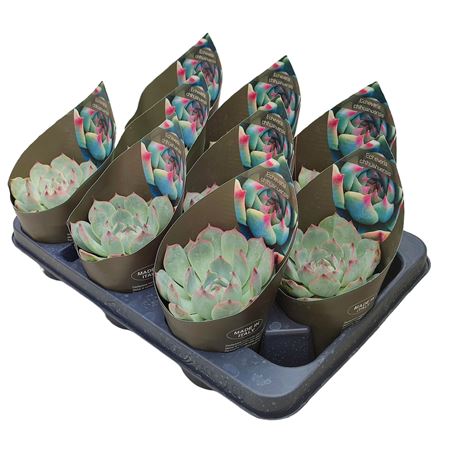 Echeveria Chihuahuensis Potcover