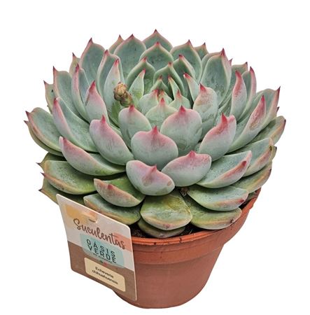 Echeveria Chihuahuaensis