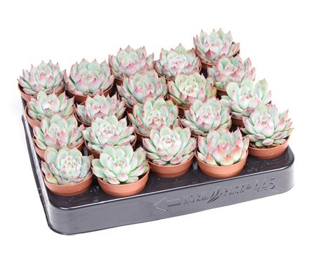 Echeveria Chihuahuaensis
