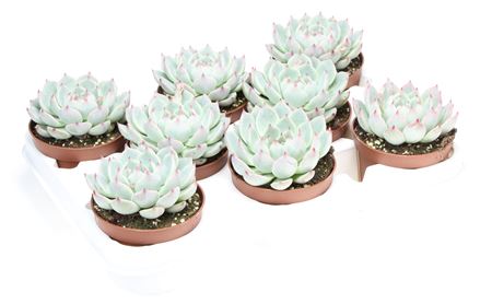Echeveria Chihuahuaensis