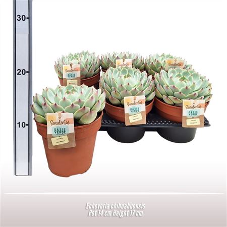 Echeveria Chihuahuaensis
