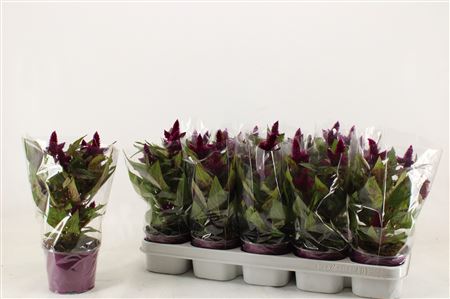 Celosia Intenz Dark Purple In Sleeve