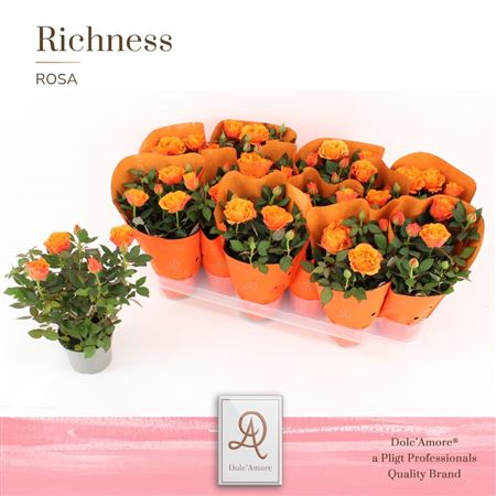 Rosa Orange In Ton Sur Ton Sleeve (dolc'amore)