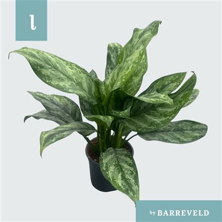 Aglaonema Painted Princes