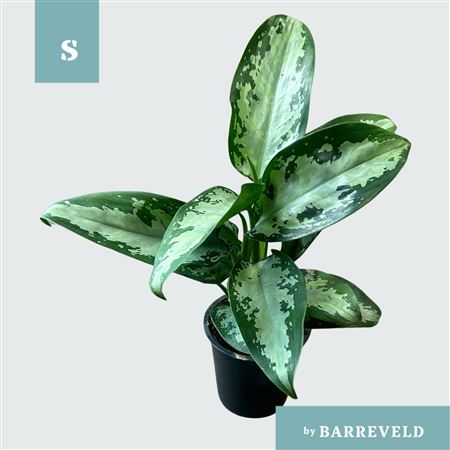 Green Agla Jubilee