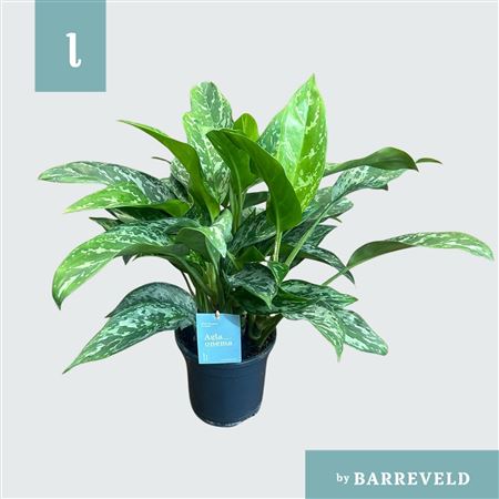 Green Agla Green Lady