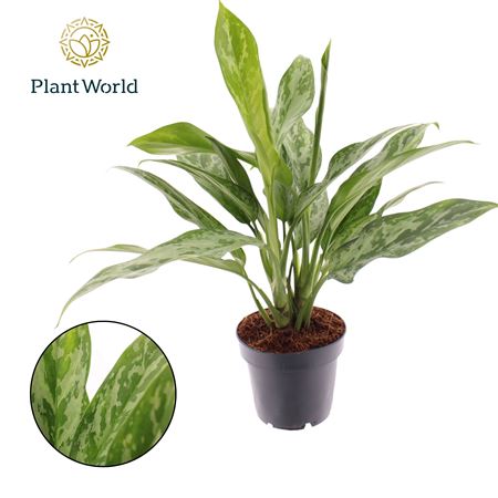 Aglaonema Green Lady