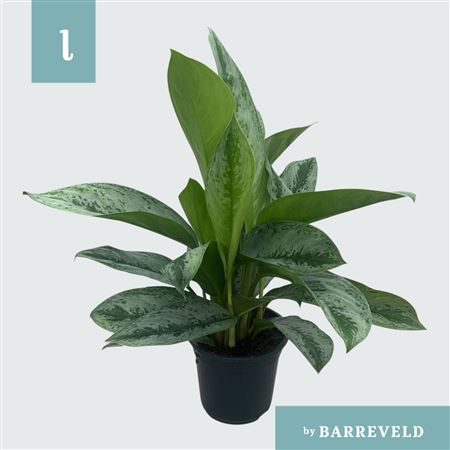 Aglaonema Silver Frost