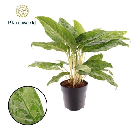 Aglaonema Peacock