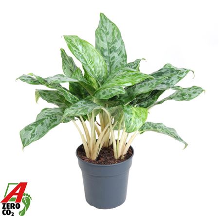 Aglaonema Peacock