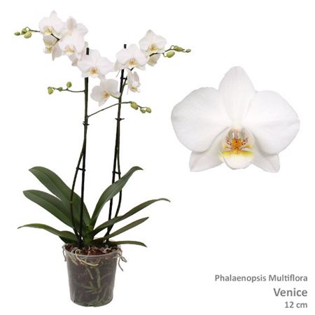 Phal Multi 2st Venice 22+ (pannekoek)