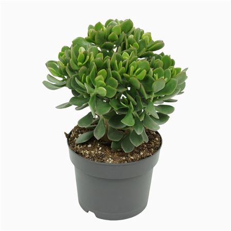 Crassula Minova