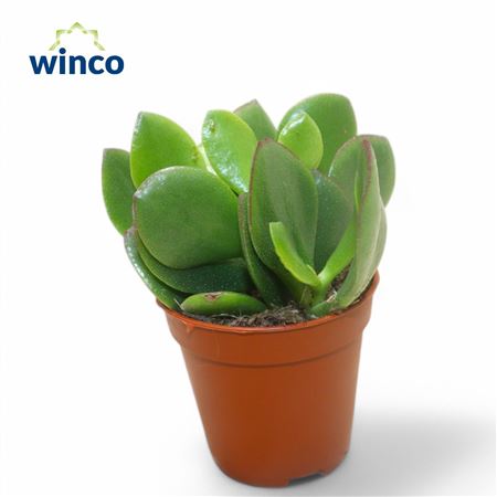 Crassula Minova