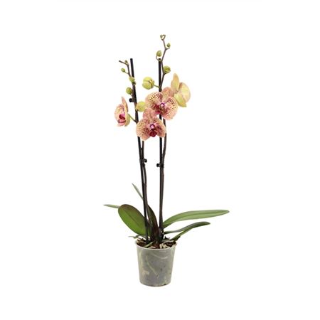 Phal 2st Bambi 16+ (vg)