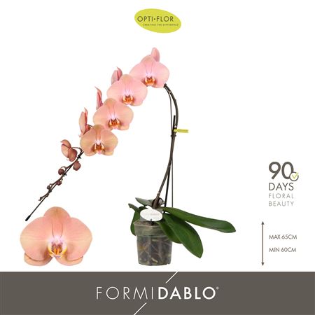 Phal Formidablo Cameron Falls