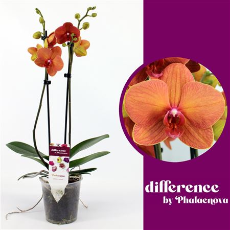 Phal 2st Sun 14+ (phalaenova)