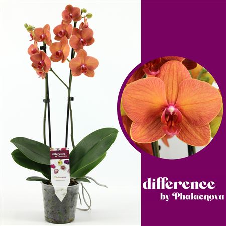 Phal 2st Sun 14+ (phalaenova)