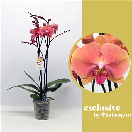 Phal 2st Menton 16+(phalaenova)