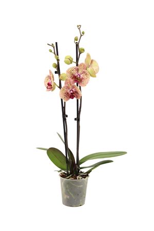 Phal 2st Bambi 16+ (vg)