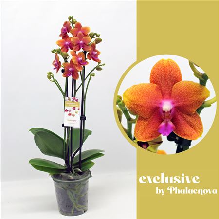 Phal 2st Bolgheri 18+ (phalaenova)