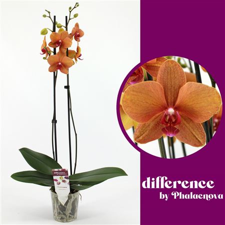 Phal 2st Golden Brick 18+ (phalaenova)