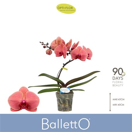 Phal 1st Balletto Orange (opti)