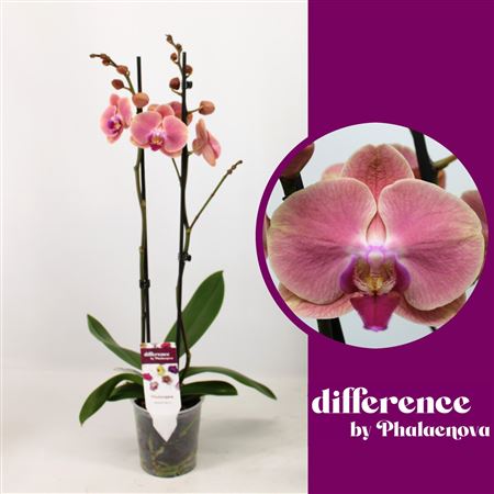 Phal 2st Felicja 14+ (phalaenova)