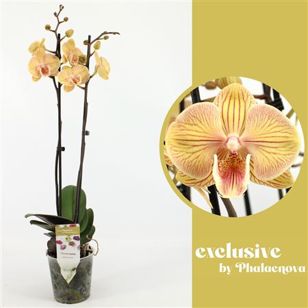 Phal 2st Karen Big Lip 16+ (phalaenova)