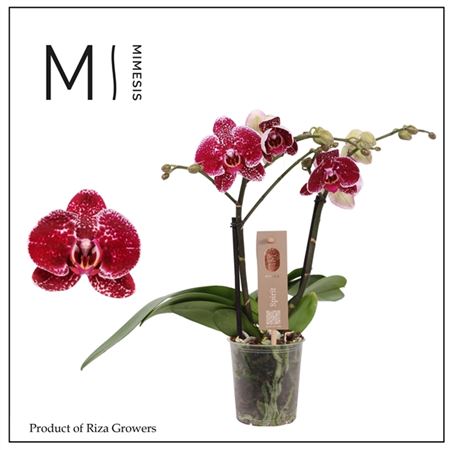 Phal 2st Spirit Red 16+(mimesis)
