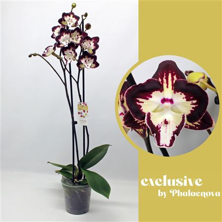 Phal 2st Klementine  16+ (phalaenova)