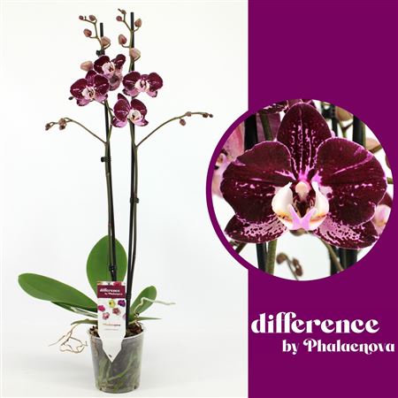Phal 2st Agnes 18+(phalaenova)