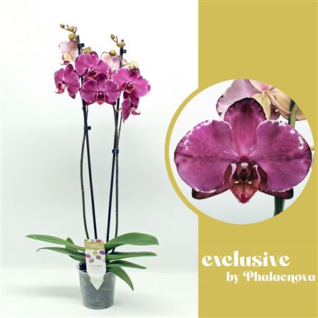 Phal 2st Malwina 18+ (phalaenova)