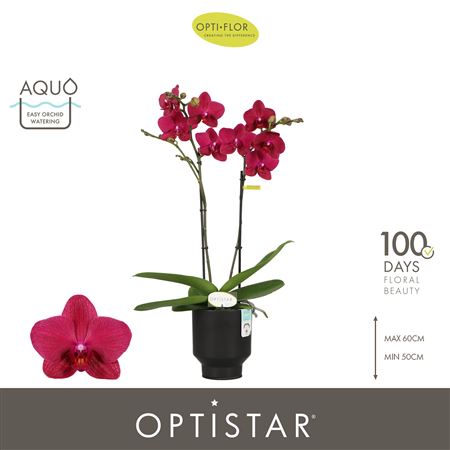 Phal 2st Travolta In Emilia Brown Aquo