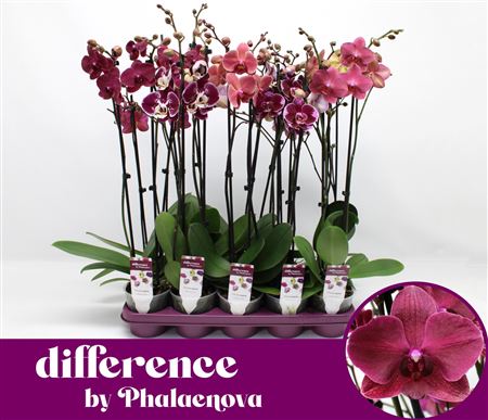 Phal 2st Burgundy 18+ (phalaenova)