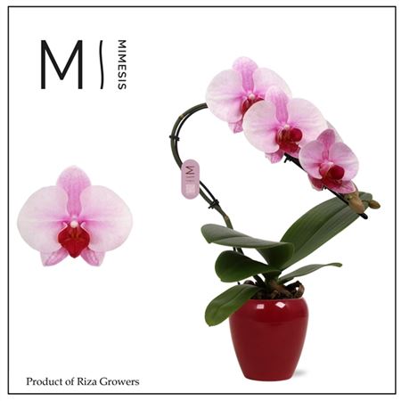 Phal Swan 1st Blush In Ceramic (mimesis)