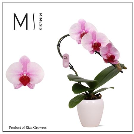 Phal Swan 1st Blush White Ceramic (mimesis)