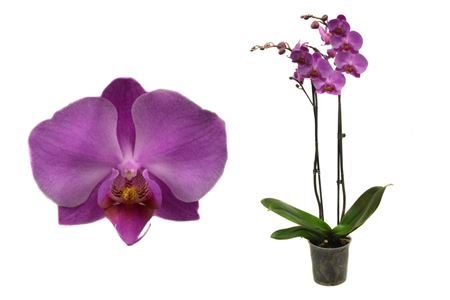 Phal 2st Dark Pink 16+ (vg)
