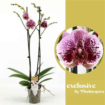 Phal 2st Beata 14+ (phalaenova)