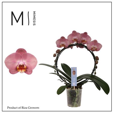 Phalaenopsis Moon Old Pink 16+ - 12cm | Mimesis