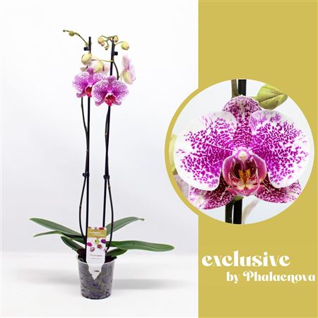 Phal 2st Golden Poeker Leopard 14+ (phalaenova)