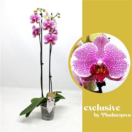 Phal 2st Golden Poeker Leopard 14+ (phalaenova)