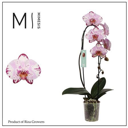 Phal 1st Flow Emiliya 8+ Mimesis (orchid Growers)