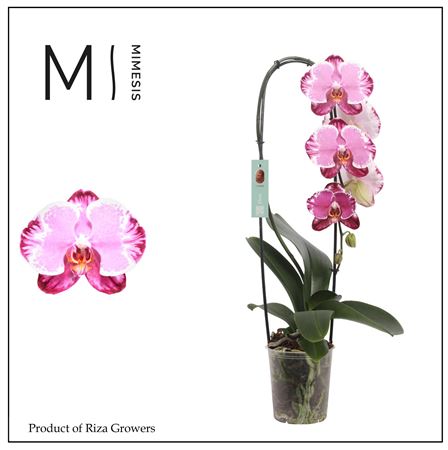 Phal 1st Flow Sacrifice 8+ Mimesis (orchid Growers