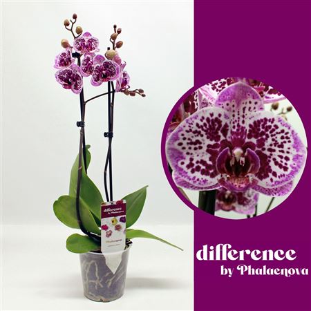 Phal 2st Happy Gir 18+ (phalaenova)